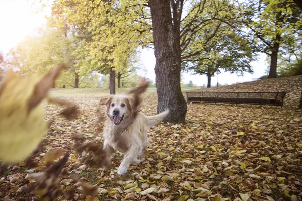 Golden Retriever Jugando Con Hojas Otoño — Foto de Stock