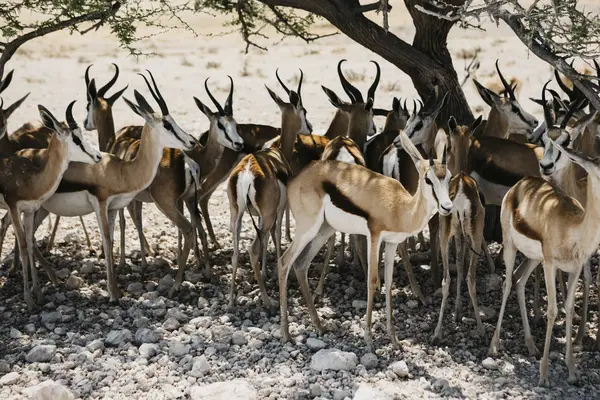 Namibya Etosha Milli Parkı Bahar Kovası Sürüsü — Stok fotoğraf