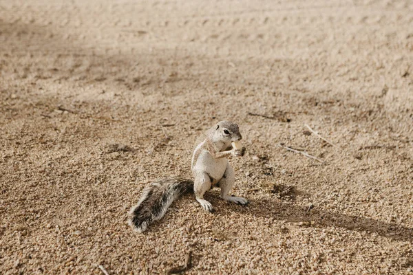 Namibie Écureuil Debout Dans Sable Mangeant — Photo