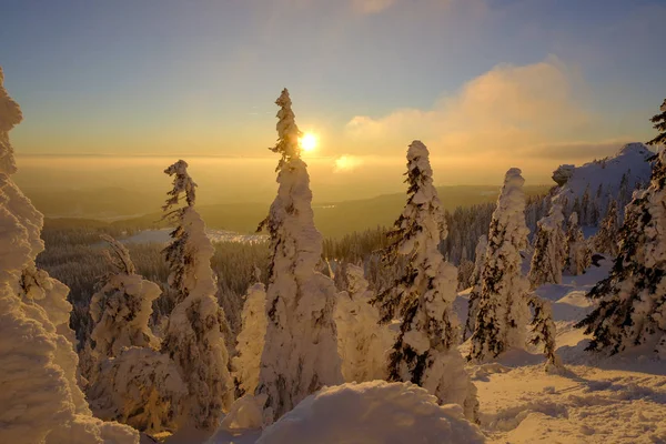 Alemania Baviera Bosque Baviera Invierno Gran Arber Arbermandl Abetos Nevados —  Fotos de Stock