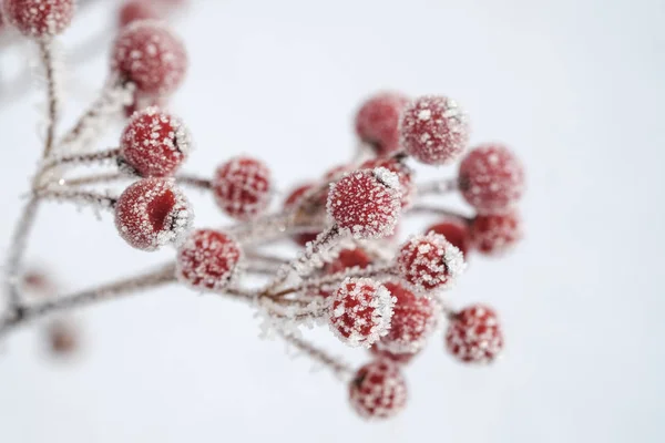 Red Berries Common Holly Ilex Aquifolium Winter Frost Covered — Stock Photo, Image