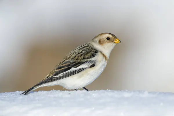 Kışın Kar Kiraz Kuşu Portresi — Stok fotoğraf