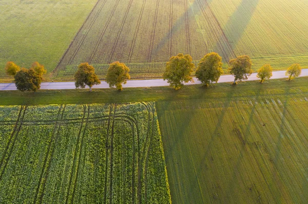 Allemagne Bavière Route Campagne Bordée Arbres Près Dietramszell Lever Soleil — Photo