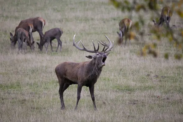 Germany Rutting Red Deer Wildlife Park — Stock Photo, Image