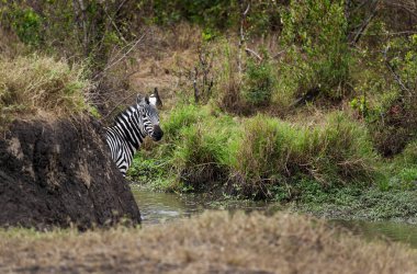 Afrika bozkırında Zebra sürüsü