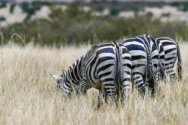 Zebra Csorda Afrika Szavannájában — Stock Fotó