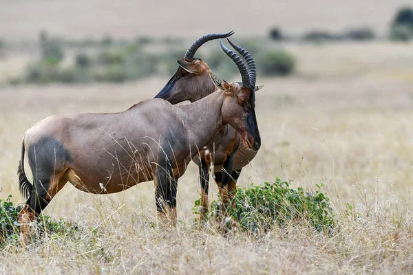 Masai Marakenya Antilop — Stok fotoğraf