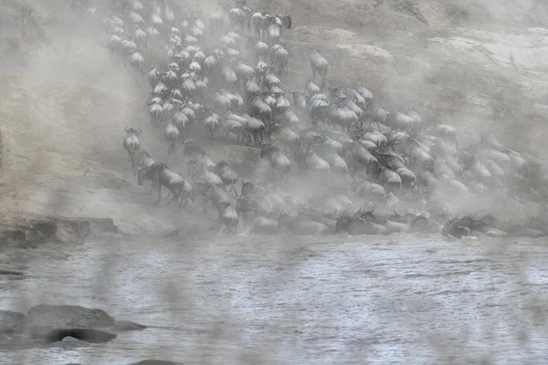 Gnu Sul Fiume Mara — Foto Stock