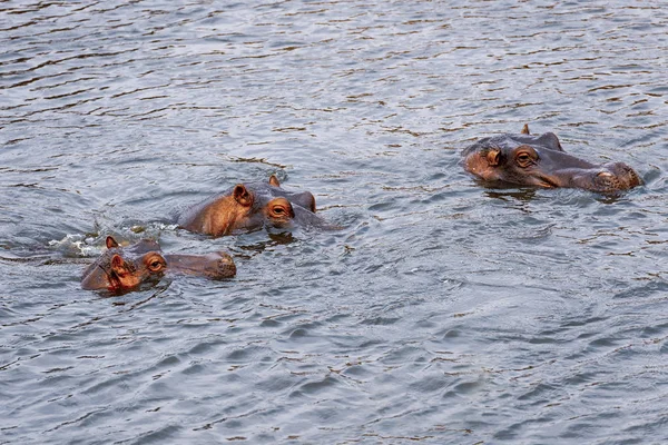 Hippo Seeks Refreshment Mara River — Stock Photo, Image