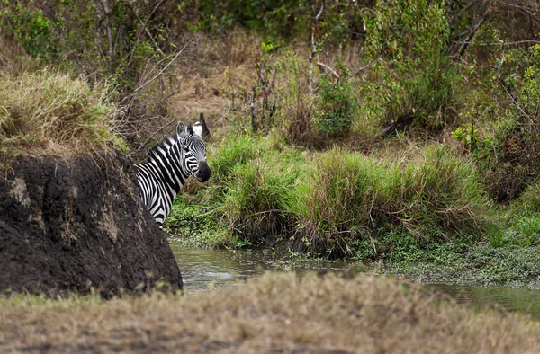 Troupeau Zèbres Dans Savane Afrique — Photo