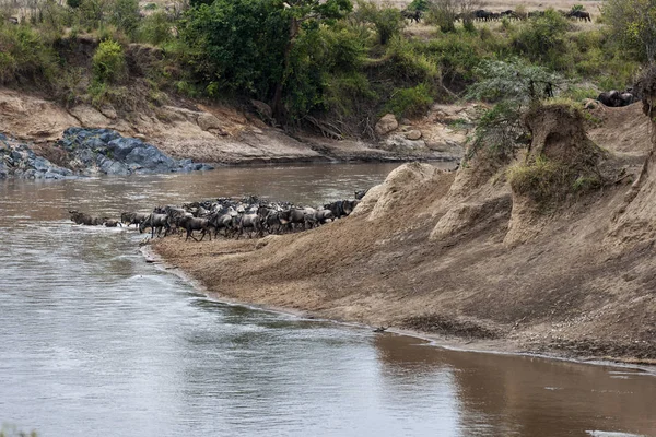 Gnu Río Mara — Foto de Stock