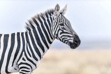 Afrika bozkırında Zebra sürüsü