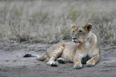Afrika bozkırında aslan düğünü