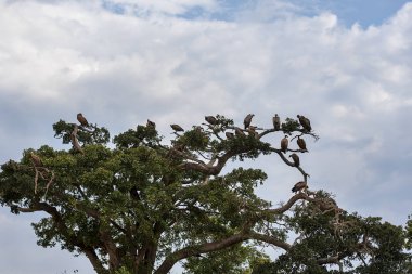 Masai Mara ağacında üzerinde akbaba