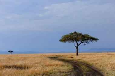 Masai Mara ağacında üzerinde akbaba