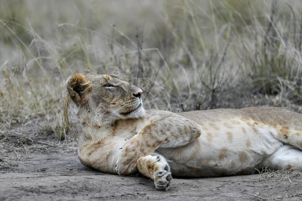 狮子在非洲大草原的婚礼 — 图库照片