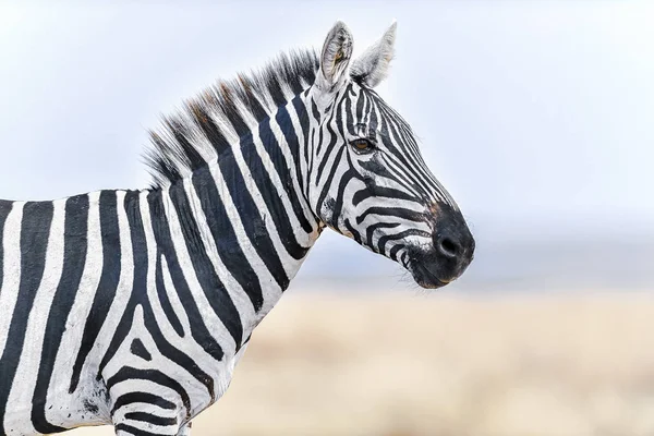 Zebra Csorda Afrika Szavannájában — Stock Fotó