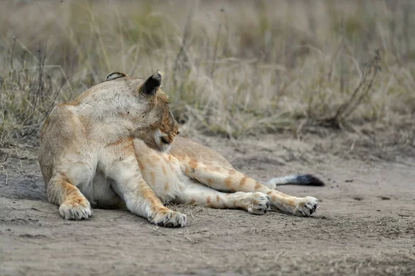 Löwenhochzeit Der Savanne Afrikas — Stockfoto