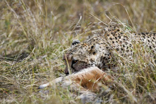 Ghepardo Nel Masai Mara Incursione — Foto Stock