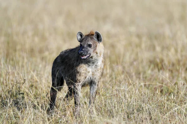 Iena Correre Nella Savana — Foto Stock