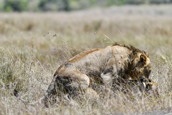 Matrimonio Del Leone Nella Savana Dell Africa — Foto Stock