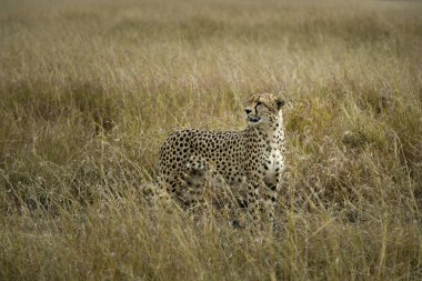 Cheetah foray için Masai Mara