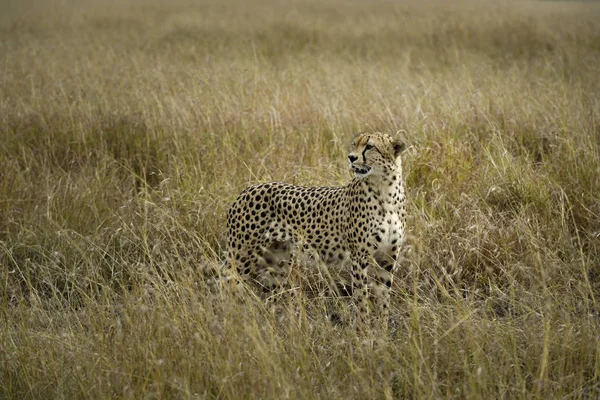 Guepardo Masai Mara Para Incursionar —  Fotos de Stock