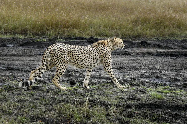 Gepard Masai Mara Wypad — Zdjęcie stockowe