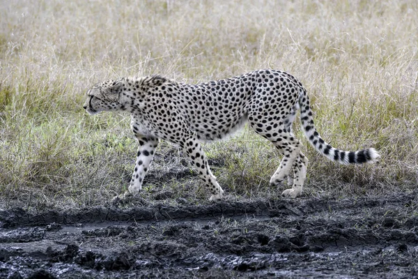 Ghepardo Nel Masai Mara Incursione — Foto Stock