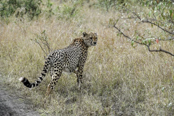 Guepardo Masai Mara Para Incursionar — Foto de Stock