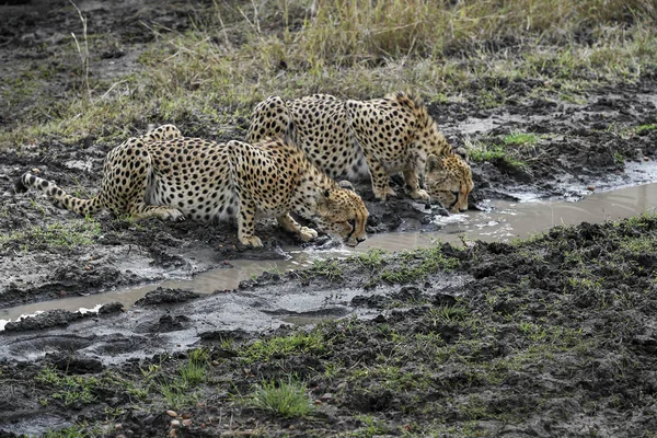 Masai Mara Napja Fosztogató Behatolás Gepárd — Stock Fotó