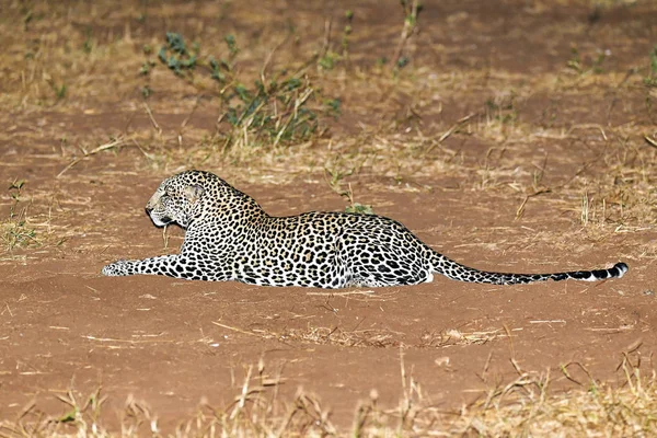 Leopard — Stockfoto