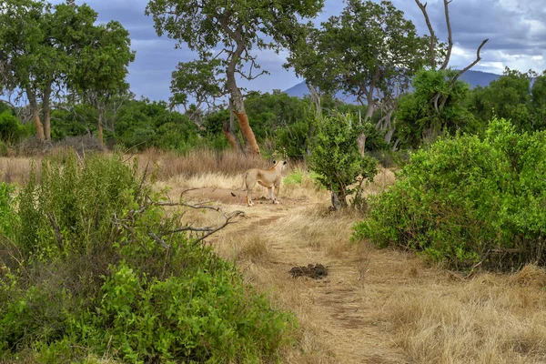 Aslan — Stok fotoğraf