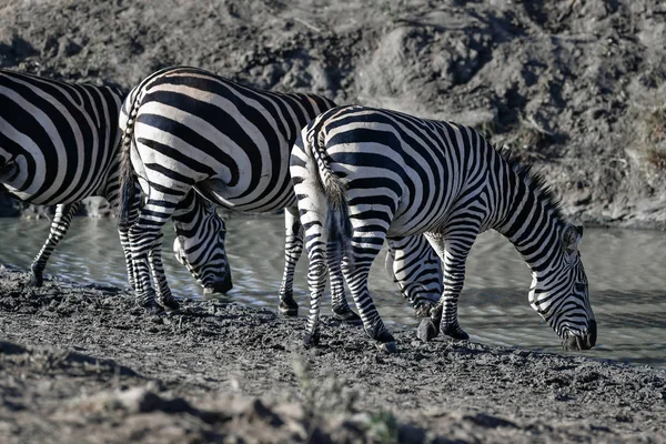 Besättning av zebra — Stockfoto