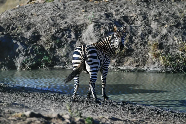 Zebra csorda — Stock Fotó