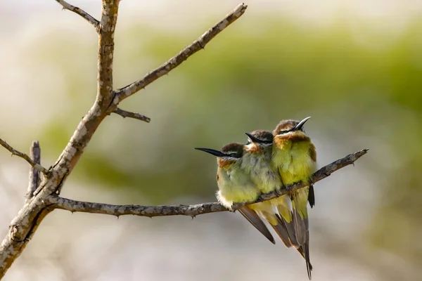 Aves — Foto de Stock