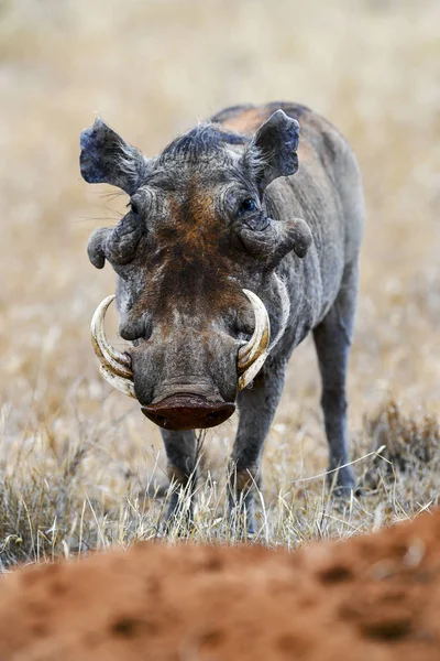 Warthog dans la savane d'Afrique — Photo