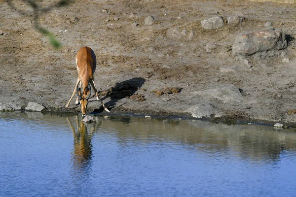 Antelope — Stock Photo, Image