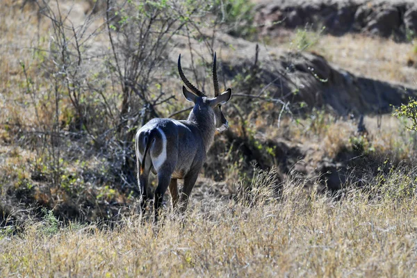 Antilope — Foto Stock