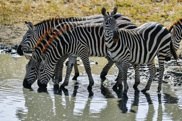 Manada de zebra — Fotografia de Stock