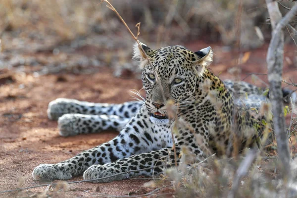 Leopard — Stock Photo, Image