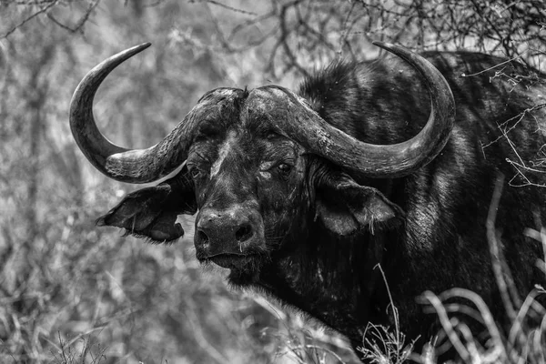 Buffalo Royalty Free Stock Images