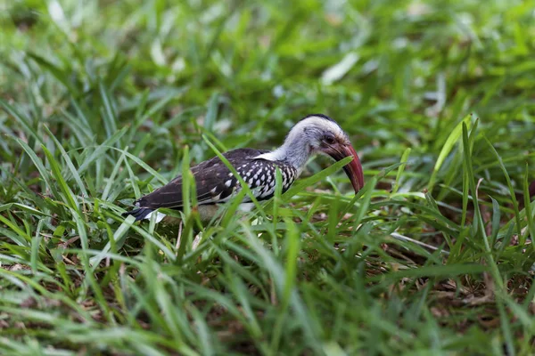 Hornbill fågel på trädet — Stockfoto