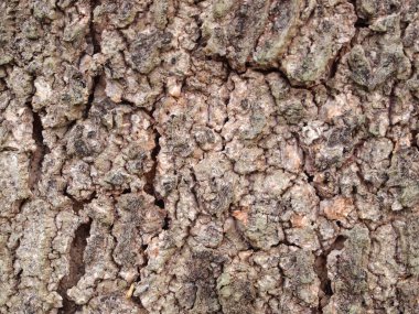 Ağaç kabuğu dokusu kapat