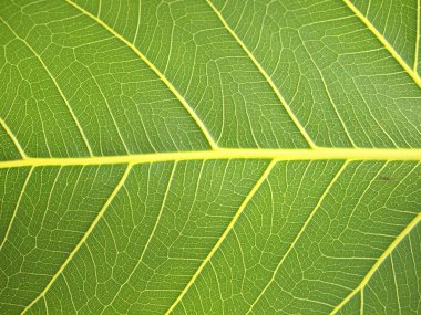 yeşil yaprak dokusu kapat