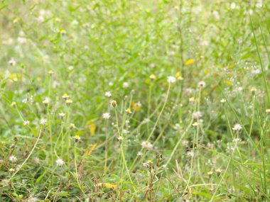 otlak arka plan yakın çekim