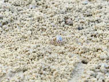 Küçük Hayalet yengeçler delikler kum kazma