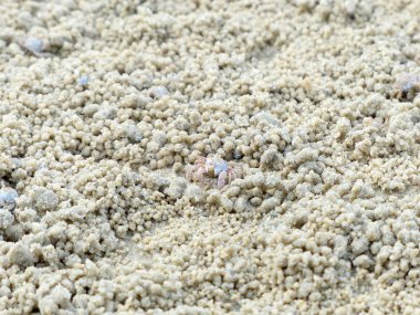 Küçük Hayalet yengeçler delikler kum kazma