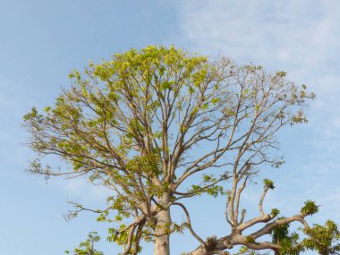 Yeşil yapraklar yakın.