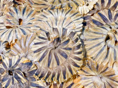 Bambu sepet üzerinde kurutulmuş balık